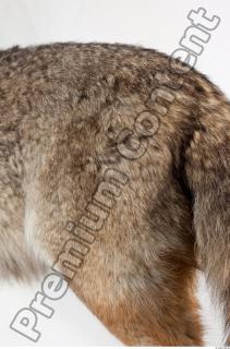 Wolf leg photo reference 0003